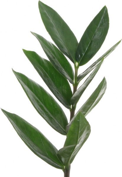 Растение Замиокулькас 2+ 12/40