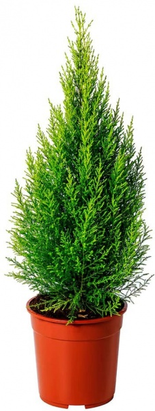 Растение Ципресус голдкрест вилма d11/h30