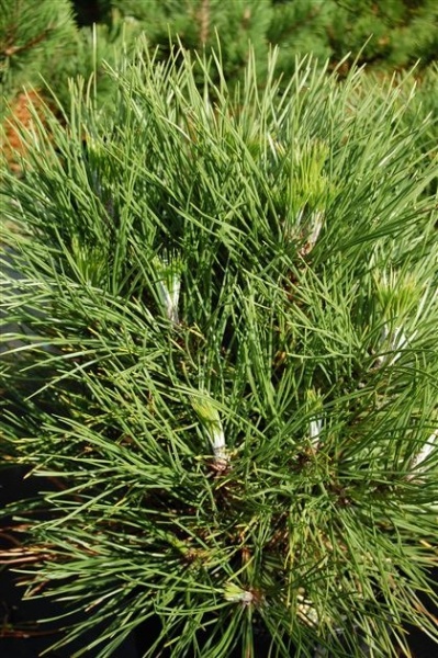 Растение Сосна черная / Pinus nigra Spilberg, С20