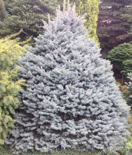 Растение Ель колючая / Picea pungens Glauca Compacta, C12