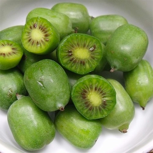 Растение Актинидия острая Jumbo (K21-S21 70+ C5)