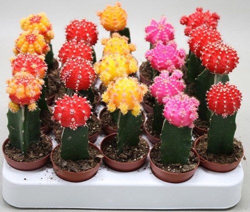 Рослина Кактус 8х20 Gymnocalycium квітучий мікс — фото 1