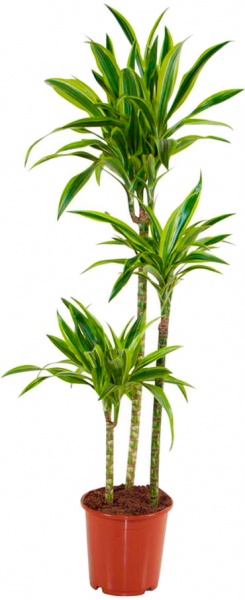 Рослина кімнатна Драцена Лемон Лайм d12/h40