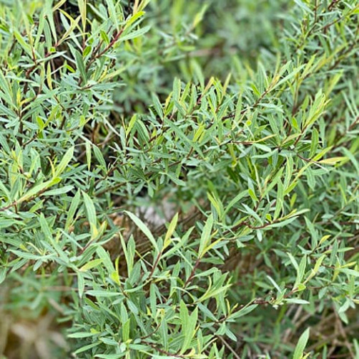 Растение Ива пурпурная Нана С 3