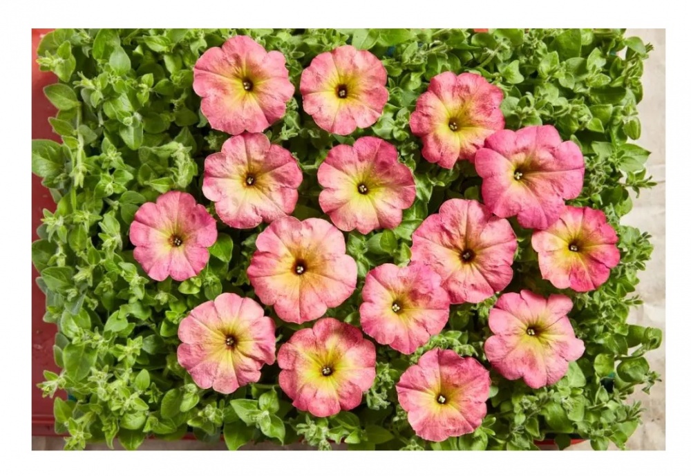 Семена Професійне насіння петуния Зора F1 20 шт. (4823058201139)