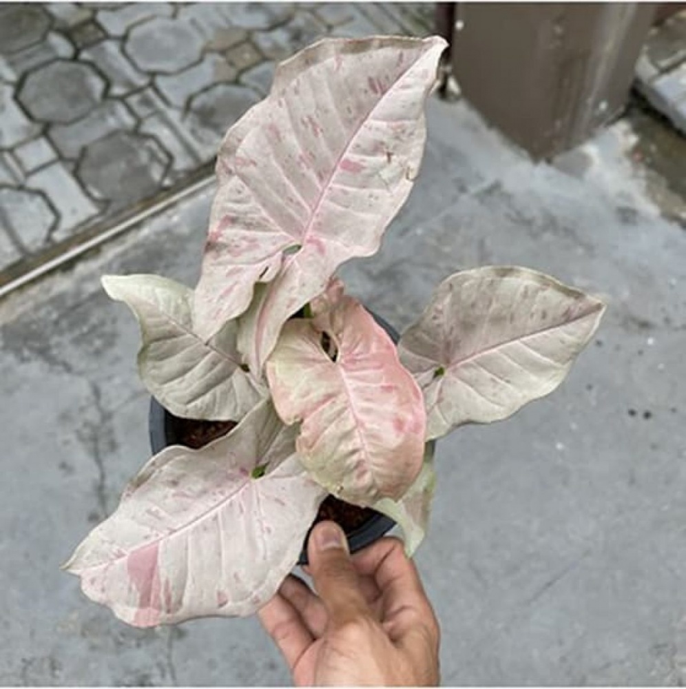 Рослина Сингоніум 7x15 Pink Spot