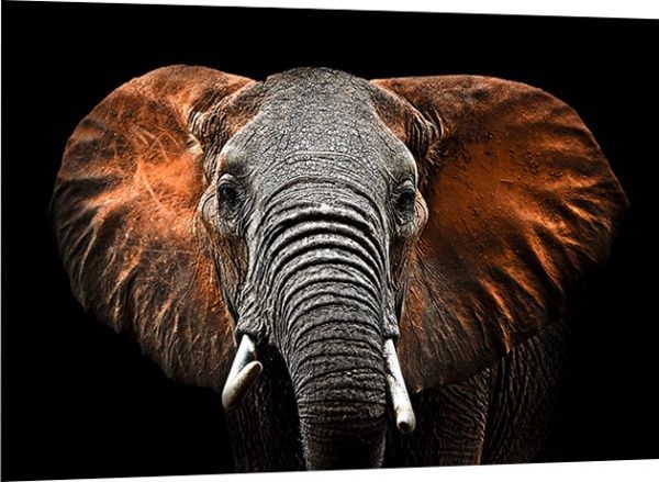 Репродукція Слон 113x85 см Styler 