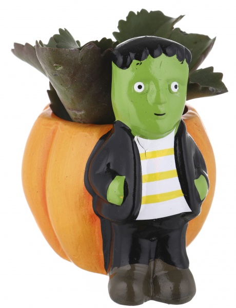 Суккулент в горшке хелоуин 6/12