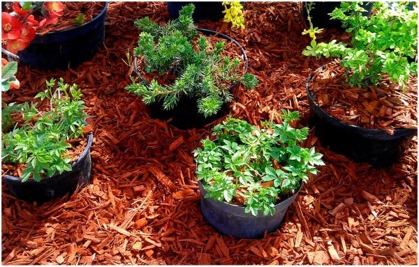 Мульча древесная декоративная колорированная, цвет ТЕРРАКОТ 60л фоновая