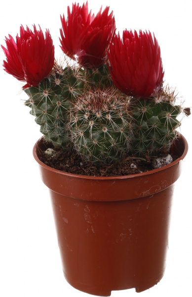 Кактус зі штучною квіткою 8/12