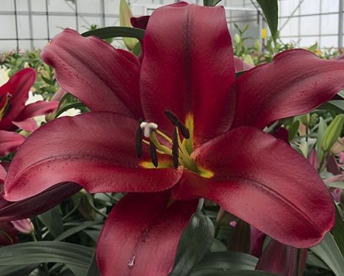 Луковица Яскрава Лилия OT гибрид гигантская Pauillac 1 шт.