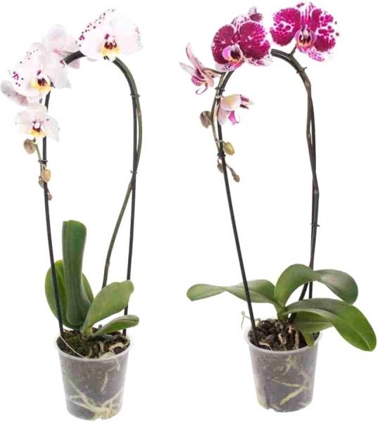 Растение Фаленопсис элит d12 h50