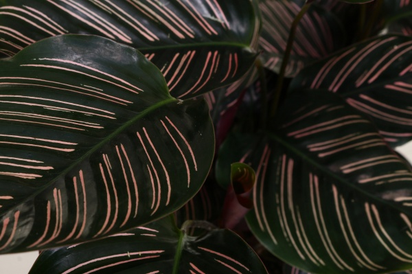 Растение Калатея Sanderiana d24 h90