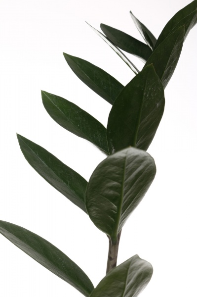 Растение Замиокулькас Raven черный d15/h75