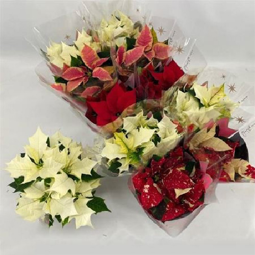 Рослина Пуансетія 10х30 мікс