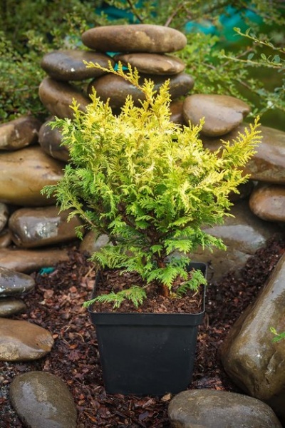 Растение Кипарисовик горохоплодный Голд Спангл / Chamaecyparis pisifera Gold Spangle С7.5 / Н 30-40