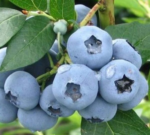 Саженец Брусвяна Голубика Блюджей 2,0 л