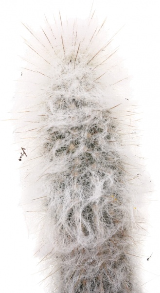 Рослина кімнатна Кактус мікс 5х10 см