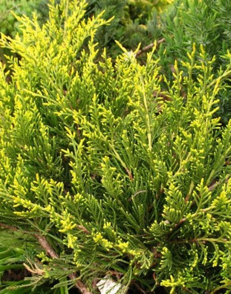 Растение Можжевельник средний/ Juniperus pfitzeriana Mordigan Gold С3, D 25-35