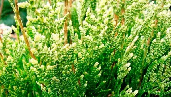 Растение Туя складчатая / Thuja plicata Kornik (S) С12