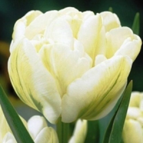 Луковица Тюльпан махровый поздний Ап Вайт 5 шт. 