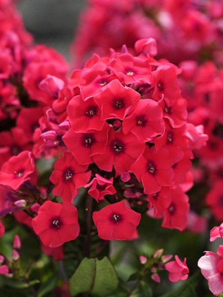 Корневище флокса Текила Санрайс 1 шт. 