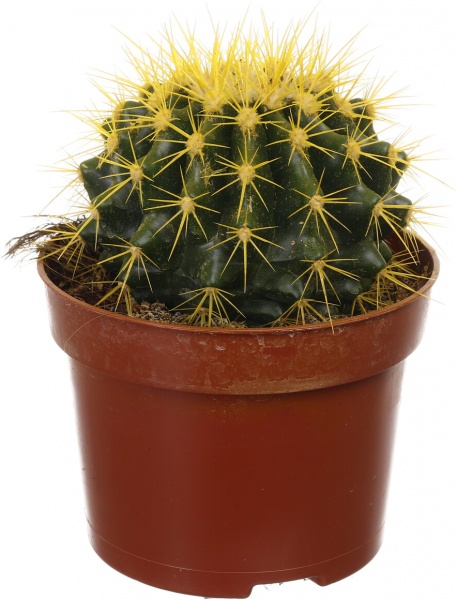 Растение комнатное Кактус эхиногрузон микс разноцветный Rainbow d10,5/h15