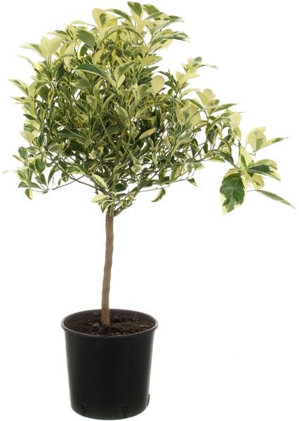 Растение Цитрус оранж Вариегата 22х80 см