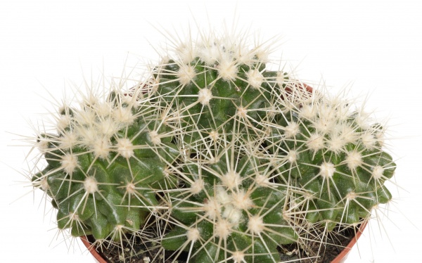 Растение Кактус микс 10/15