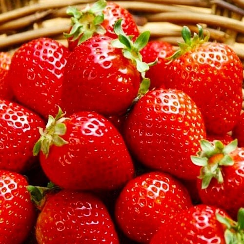 Саджанець Полуниця 09х15 Frag Ostara (саджанці)