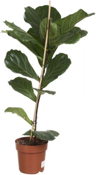 Растение комнатное Фикус Лирата 21х110
