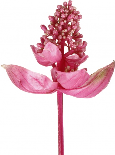 Растение декоративное Мединилла 17/50