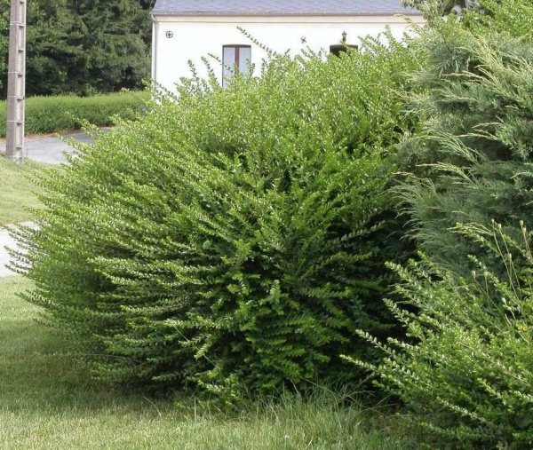 Рослина Жимолість блискуча нітіда Пенмін/LONICERA nitida Panmin С2/ Н20-30