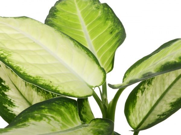 Растение Диффенбахия Камилла 12/45