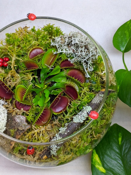 Растение Террариум дионея со светом d13/h20