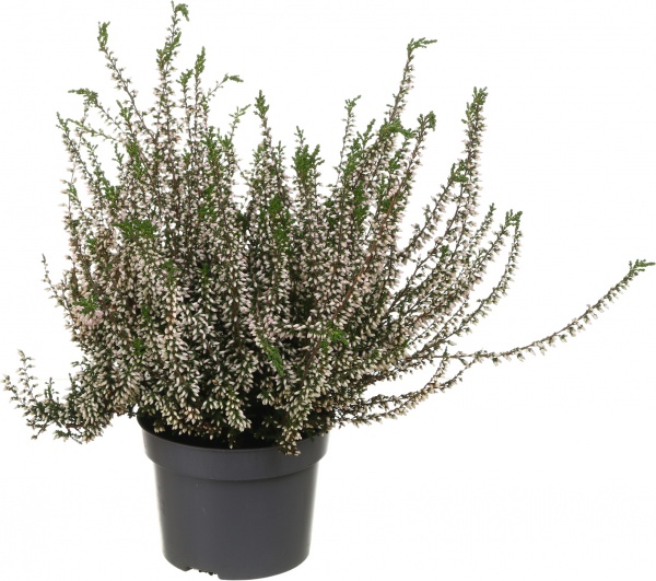 Рослина Каллуна гарлен герл d11/h16