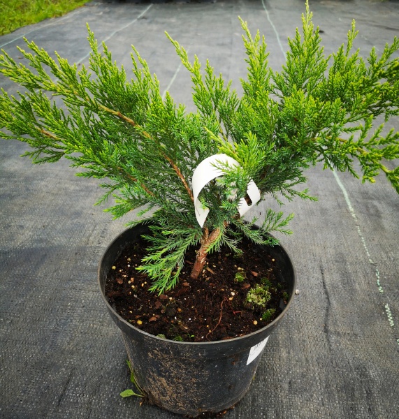 Растение Можжевельник средний / Juniperus pfitzeriana C60