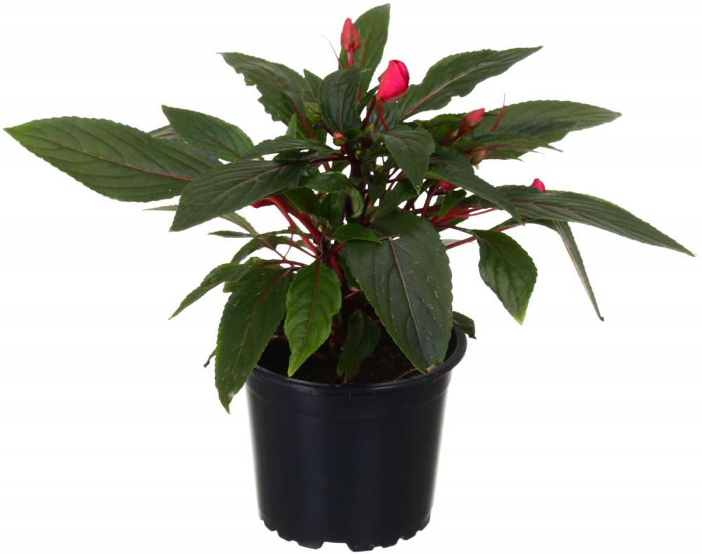 Растение декоративное Бальзамин 12/25+ mix