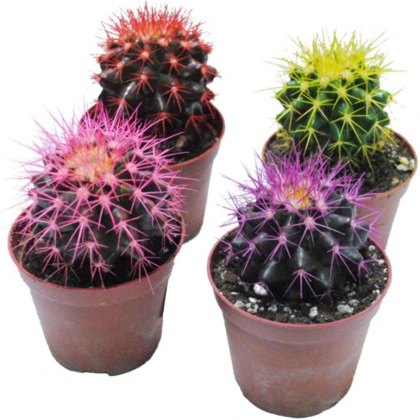 Кактус разноцветный 10/15