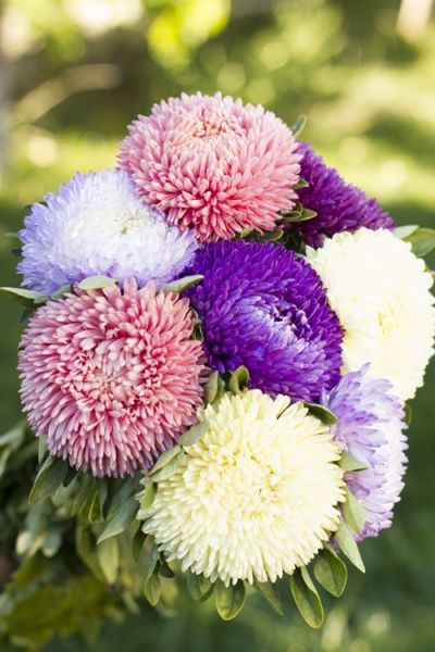 Семена Професійне насіння астра Балун смесь 20 шт. (4820176693341)