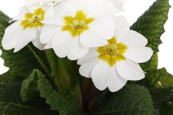 Растение Примула 10,5/20 мікс.