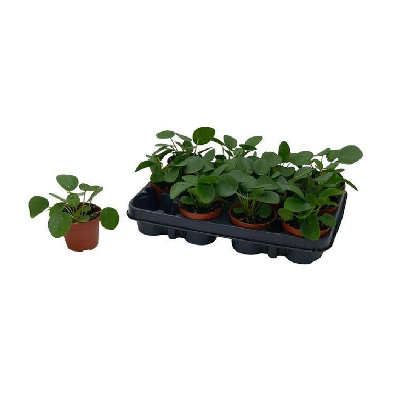 Рослина Пілея 09х15 Peperomioides