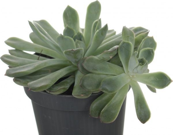 Растение Ехеверія Echeveria echoc 10,5/12-15