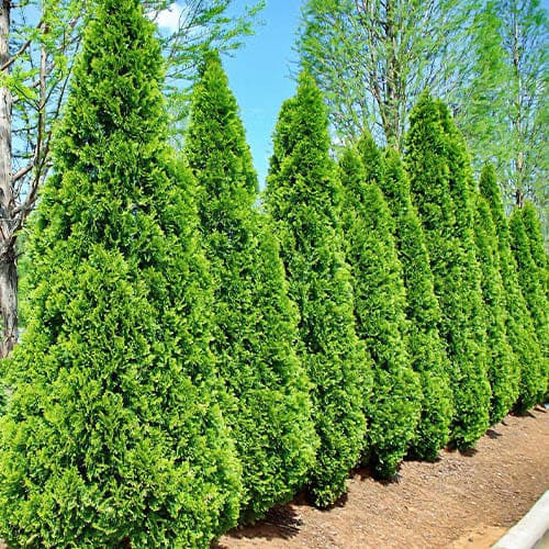 Растение Туя Изумруд С3