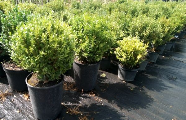 Саженец MegaPlant Самшит вечнозеленый 30-35 см C5