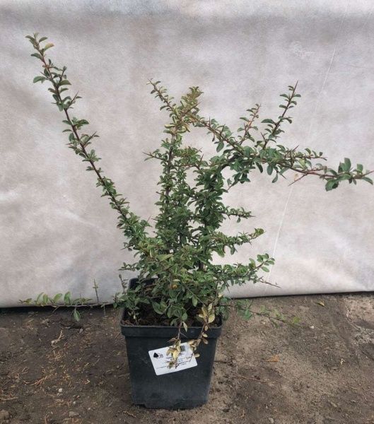 Саженец MegaPlant Пираканта Teton 40-50 С2