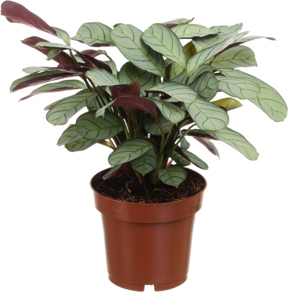 Растение Ктенанта Amagris d12 h25