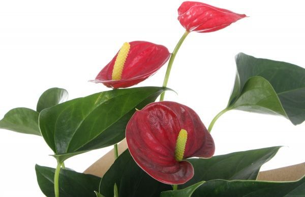 Растение Антуриум Andreanum мікс 12x35 см