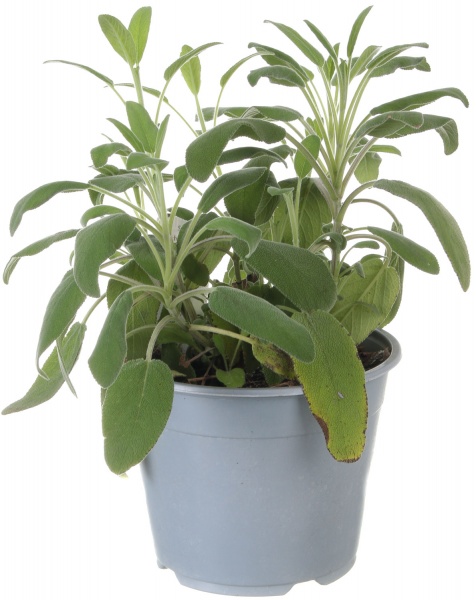 Рослина Пряні трави мікс 14х25 см