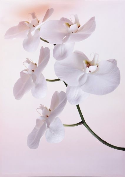 Репродукция Флористика. Орхидея 48x67 см 